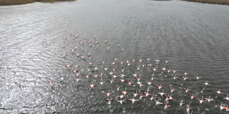 Eber Gölü’ndeki flamingolar görsel şölen sundu