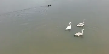 Efteni Gölü kuğuları misafir etti