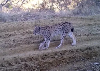 Kırmızı listedeki ormanın hayaleti vaşak fotokapana takıldı