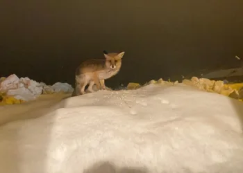 Aç kalan tilkiye şefkat eli: “O yedikçe ben mutlu oldum”