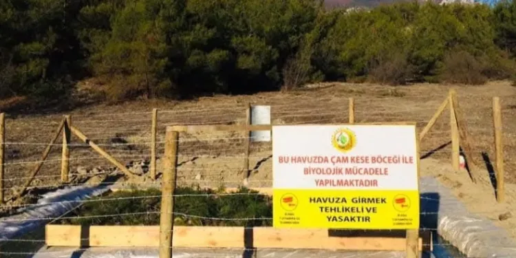 Sinop’ta çam kese böceği ile mücadele