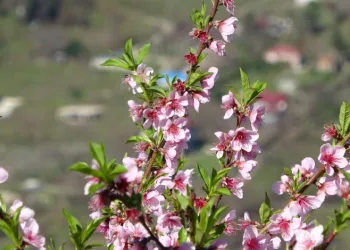 Ordu’da yalancı bahar: Meyve ağaçları kışın çiçek açtı