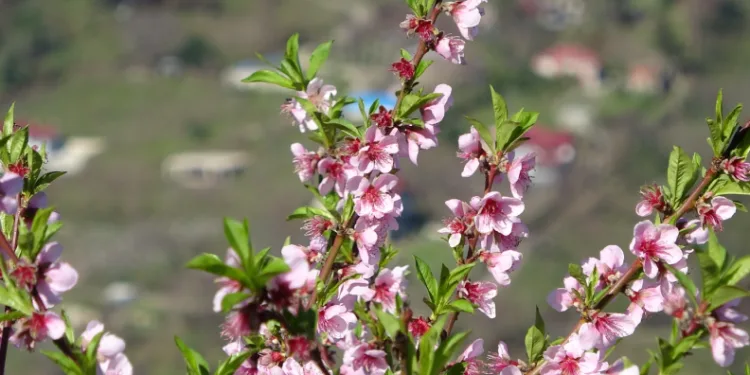 Ordu’da yalancı bahar: Meyve ağaçları kışın çiçek açtı