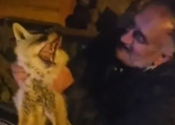 Yaralı tilki için seferber oldu