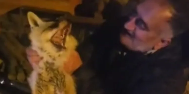 Yaralı tilki için seferber oldu