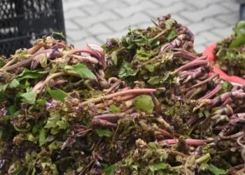 Sinop’ta şifa kaynağı zılbıt pazara indi