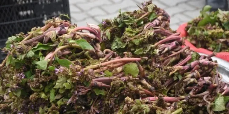 Sinop’ta şifa kaynağı zılbıt pazara indi