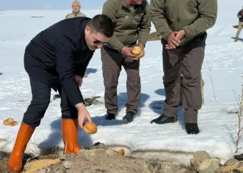 Özalp ilçesinde doğaya yem bırakıldı