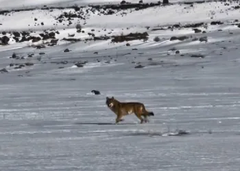 Kars’ta hareket halindeki aracı takip eden kurt kameraya yansıdı