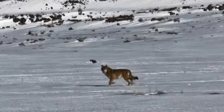 Kars’ta hareket halindeki aracı takip eden kurt kameraya yansıdı