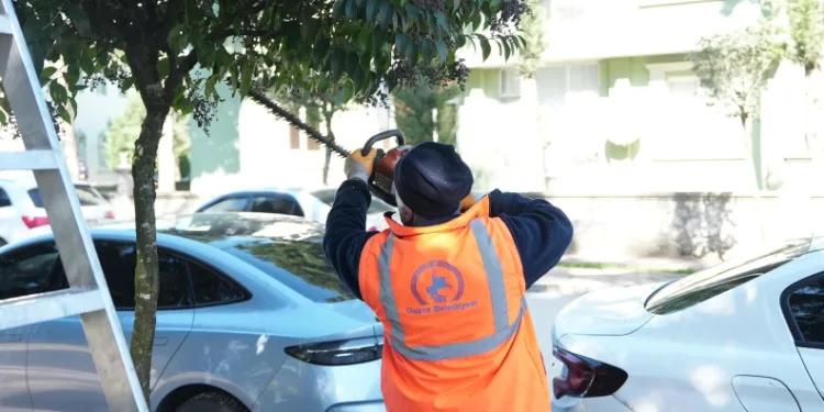 Düzce Belediyesi ağaçları bahara hazırlıyor