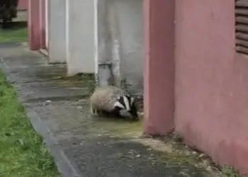 Porsuk yanlışlıkla site bahçesine girerse…