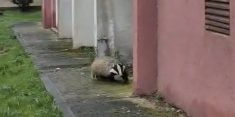 Porsuk yanlışlıkla site bahçesine girerse…