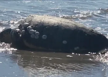 Gökçeada’da kıyıya vuran caretta caretta vatandaşların yardımıyla denizle buluştu
