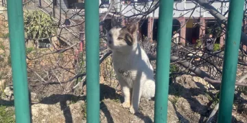 Falezlerde mahsur kaldığı sanılan kedilerin keyfi ‘ihbarla’ son buldu