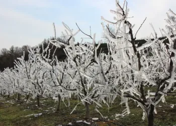Bolu’da soğuk hava ağaçları dondurdu