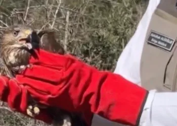 Osmaniye’de tedavileri tamamlanan şahinler, doğaya kanat çırptı