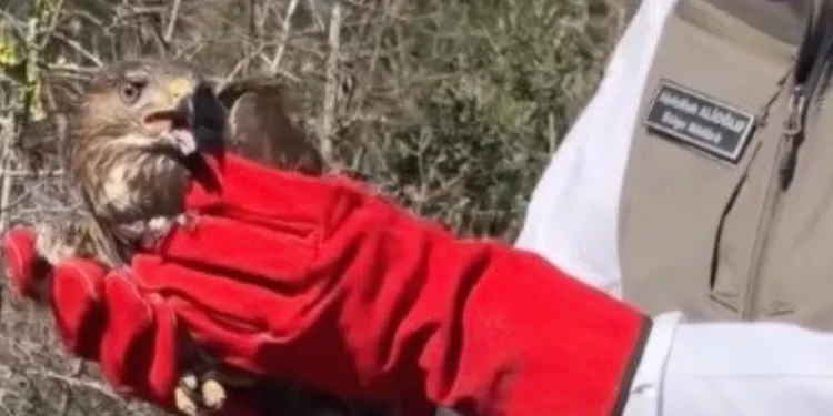 Osmaniye’de tedavileri tamamlanan şahinler, doğaya kanat çırptı