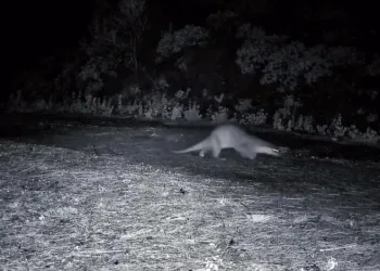 Ganos Dağları’nda nadir görüntü: Ormanda yürüyen su samuru kamerada