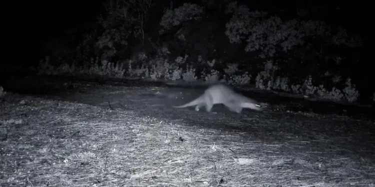 Ganos Dağları’nda nadir görüntü: Ormanda yürüyen su samuru kamerada