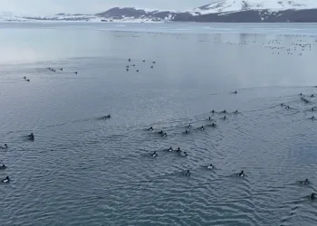 Nazik Gölü’nde buzlar çözüldü, ördeklerin dansı hayran bıraktı