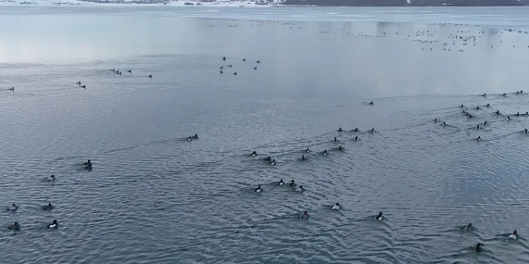Nazik Gölü’nde buzlar çözüldü, ördeklerin dansı hayran bıraktı