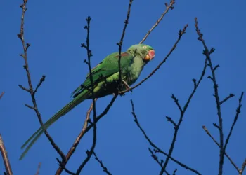 İstilacı tür İskender Papağanı Tatvan’da görüntülendi