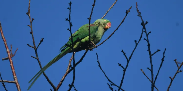 İstilacı tür İskender Papağanı Tatvan’da görüntülendi