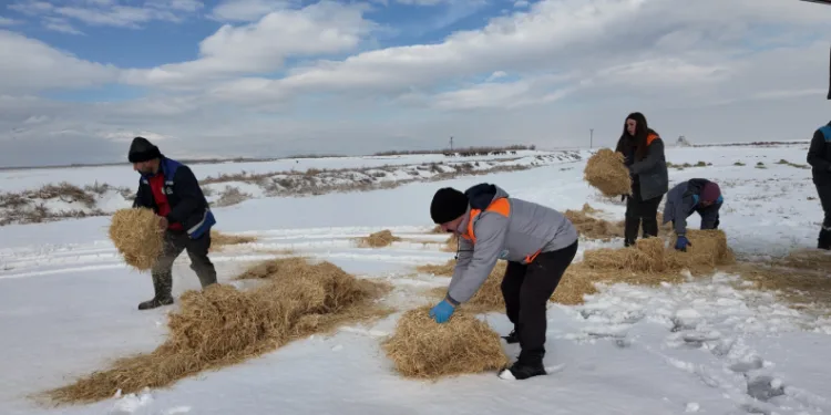 Büyükşehirden ‘dilsiz dostlara’ merhamet eli: Soğuk günlerde sıcak bir dokunuş