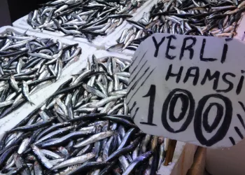 Son yılların en uzun hamsi sezonu yaşanıyor
