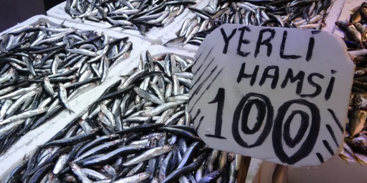 Son yılların en uzun hamsi sezonu yaşanıyor