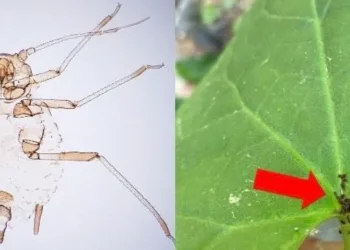 Kaz Dağları’nda yeni bir böcek türü keşfedildi