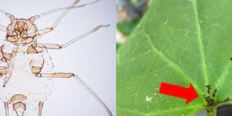 Kaz Dağları’nda yeni bir böcek türü keşfedildi