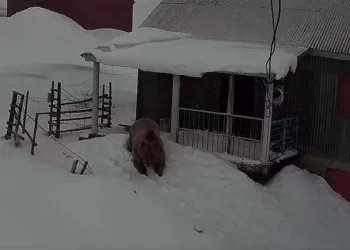 Sis Dağı’nda şaşırtan misafir: Ayı evleri mesken edindi