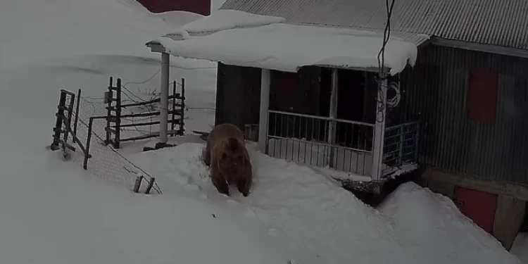 Sis Dağı’nda şaşırtan misafir: Ayı evleri mesken edindi