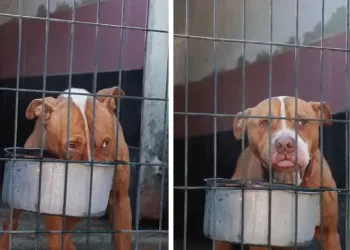 Gemlik Belediyesi’nden “Tuborg” İsimli Köpek Hakkında Açıklama