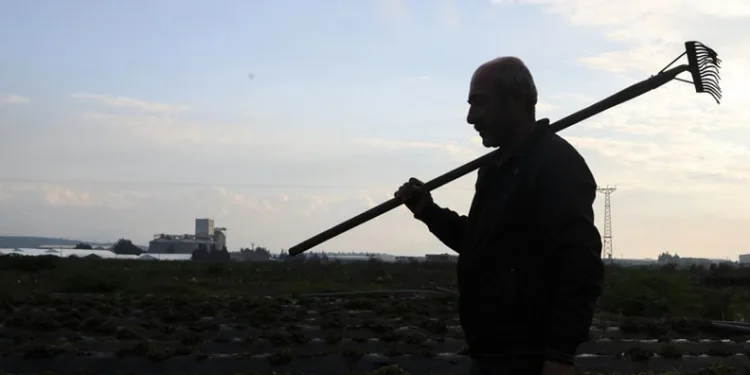 Tarım işçilerinin günlük ücreti arttı