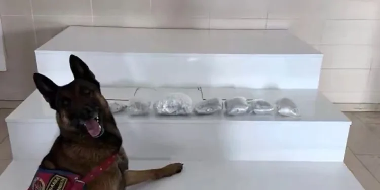 “Van ve Hakkari’de 320 kilogram uyuşturucu madde ele geçirildi”