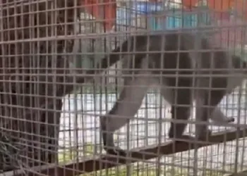 Denizli’de 3 örümcek maymunu ele geçirildi