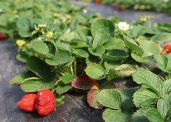 Narenciyeden umduğunu bulamayan üretici çileğe yöneldi