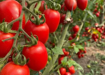 Antalya’da Şubat ayında meyve işlem miktar endeksi yüzde 21,34 azaldı