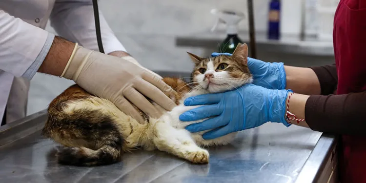 Yaralı kediye Büyükşehir şefkati