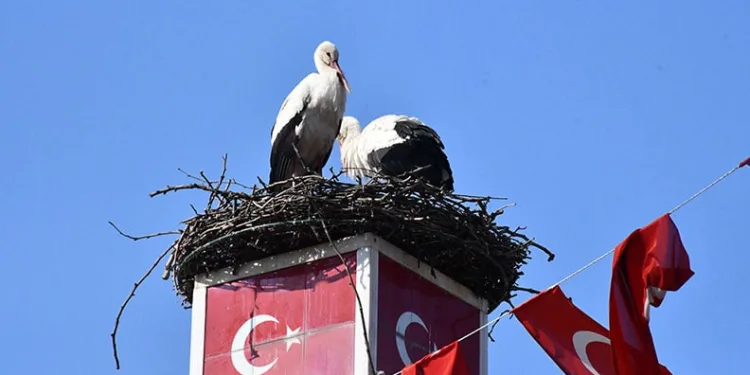 Can ve Canan Leylek Yeniden İznik’te