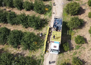 Dikenli limon üreticinin yüzünü güldürdü