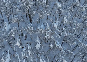 Şırnak’ta ormanlık alan beyaza büründü