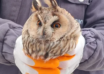 Karapınar’da yaralı baykuş tedaviye alındı