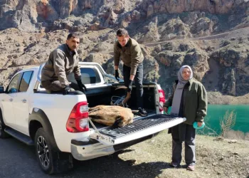 Elazığ’da yaralı dağ keçisi için ekipler seferler oldu