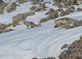 Tilkiler yol kenarında yiyecek aradı