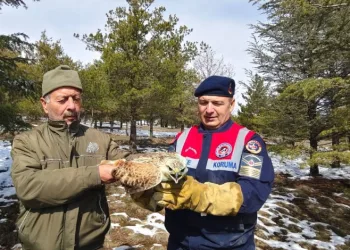 Yaralı Şahin’e Jandarma ekiplerinden yardım eli