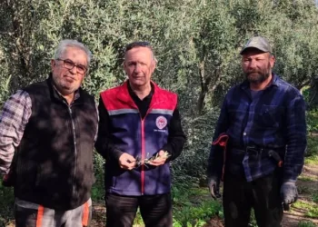 Aydın’da zeytin bahçeleri kontrol edildi